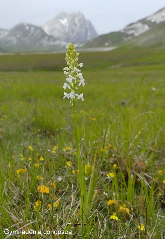 Campo Imperatore, laltopiano e le orchidee  19 giugno 2021.